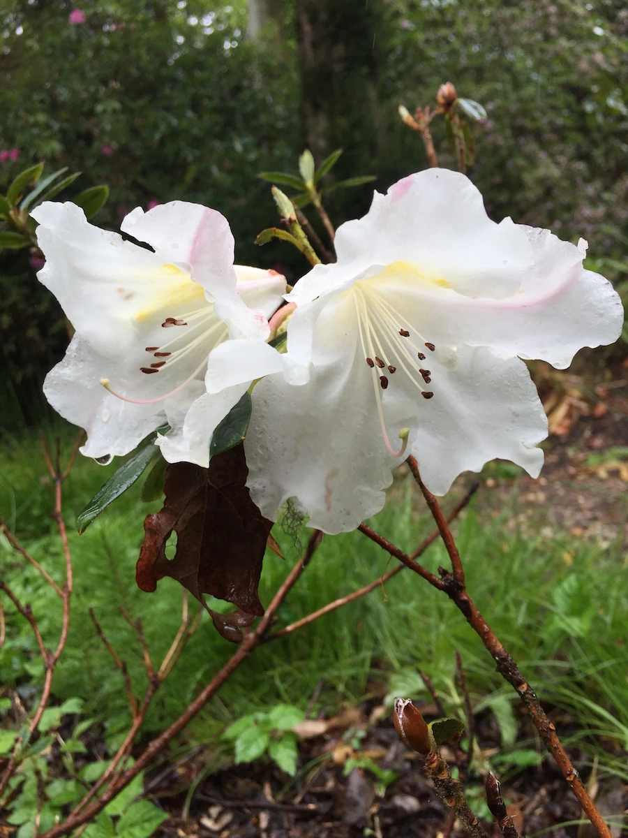 Fragrantissimum